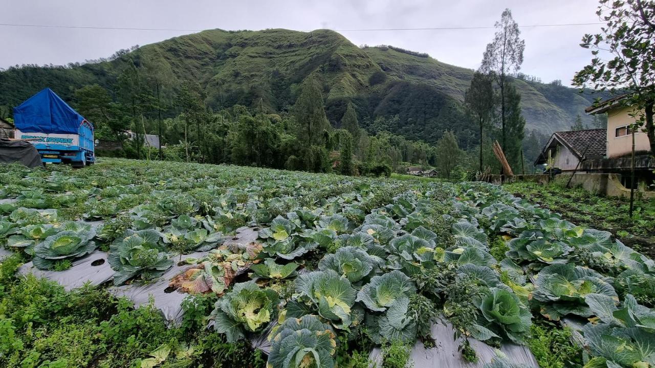Arum Bromo Villas Ngadisari Екстер'єр фото